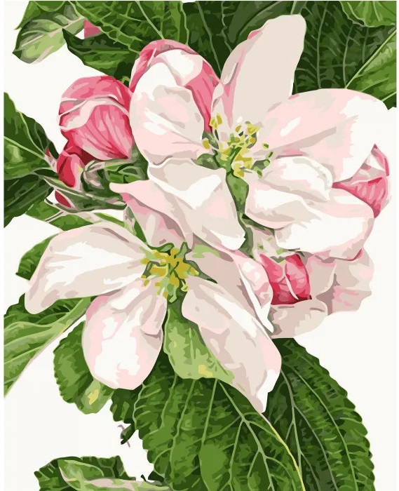 фото Картина за номерами Цвіт яблуні VA-0819 Strateg 40х50см